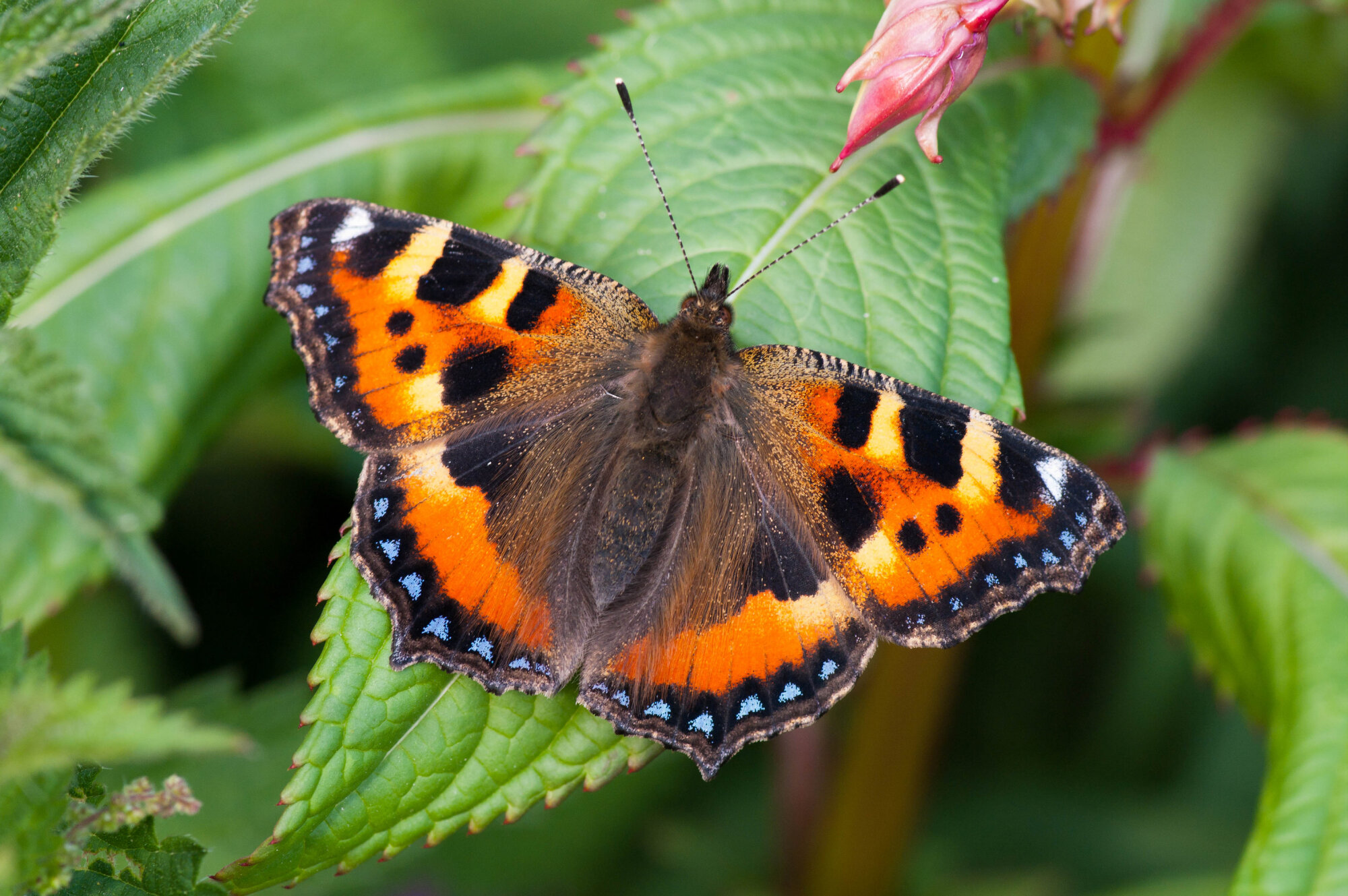 Tortoiseshell