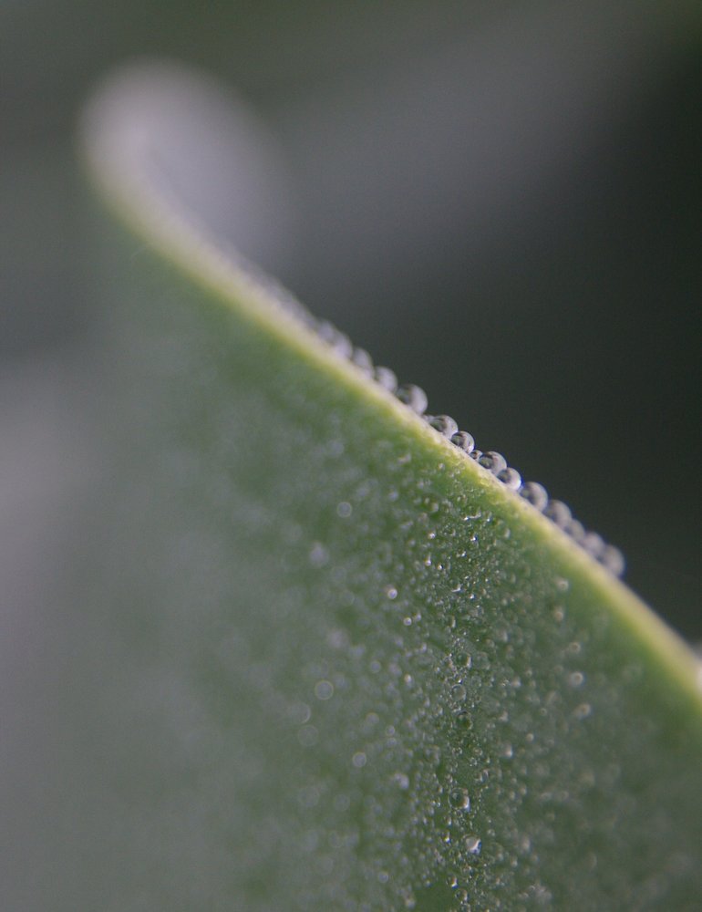 Agave, last one