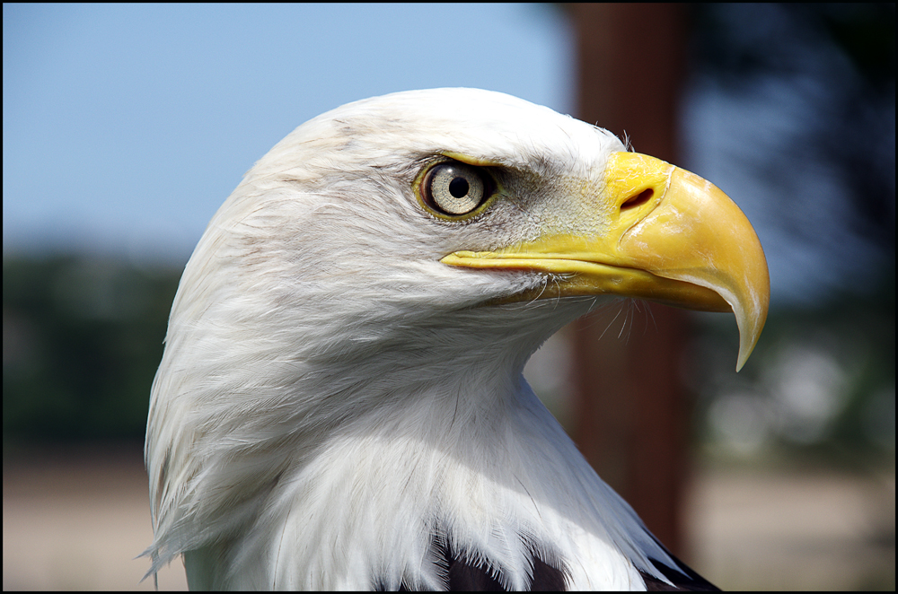 Archie the Bald Eagle