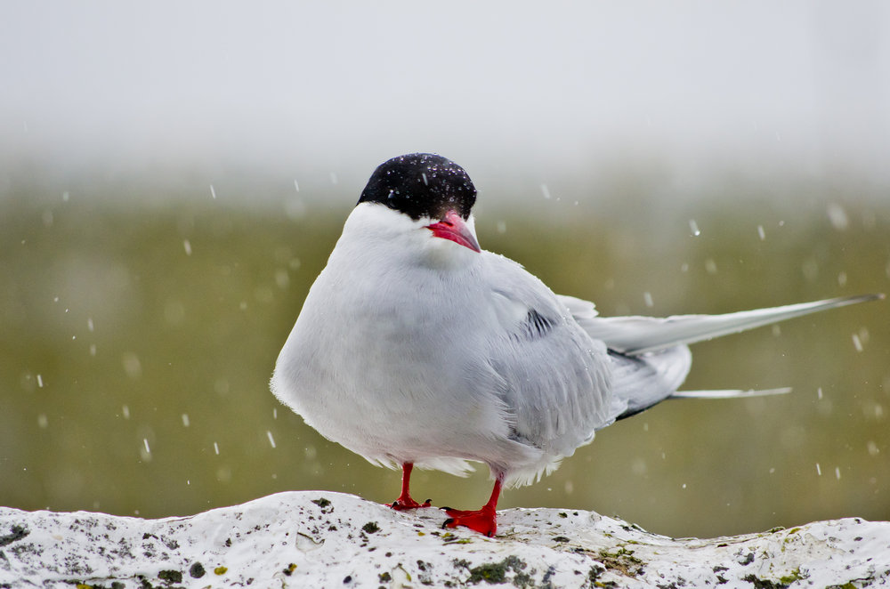 Arctic Tern