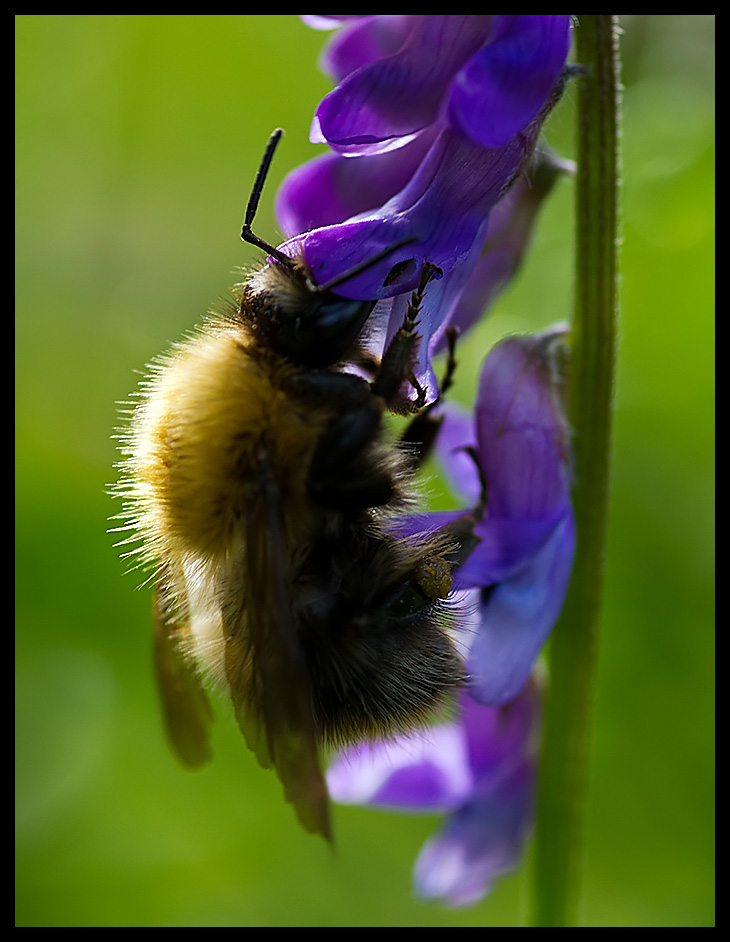 Bee on Purple Vetch