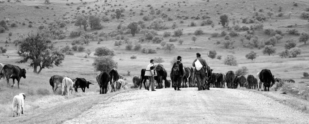 Cattle Herders