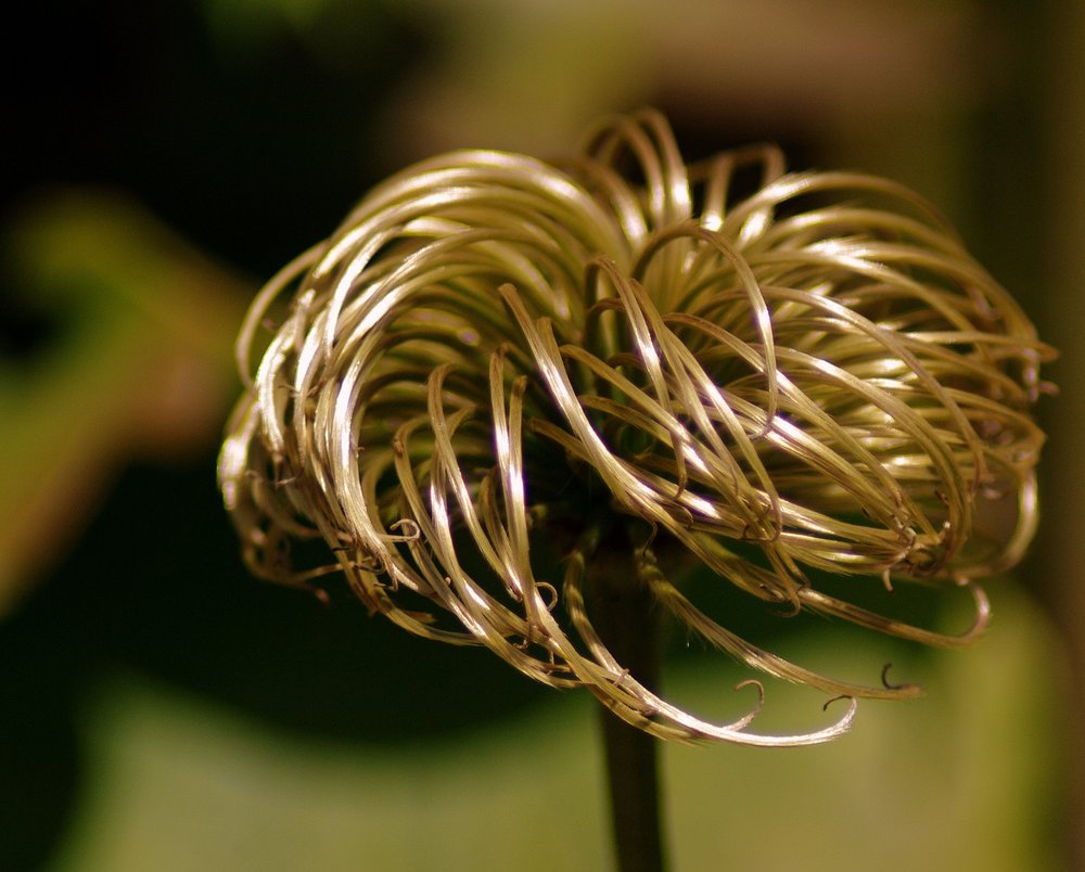 Clematis seed head