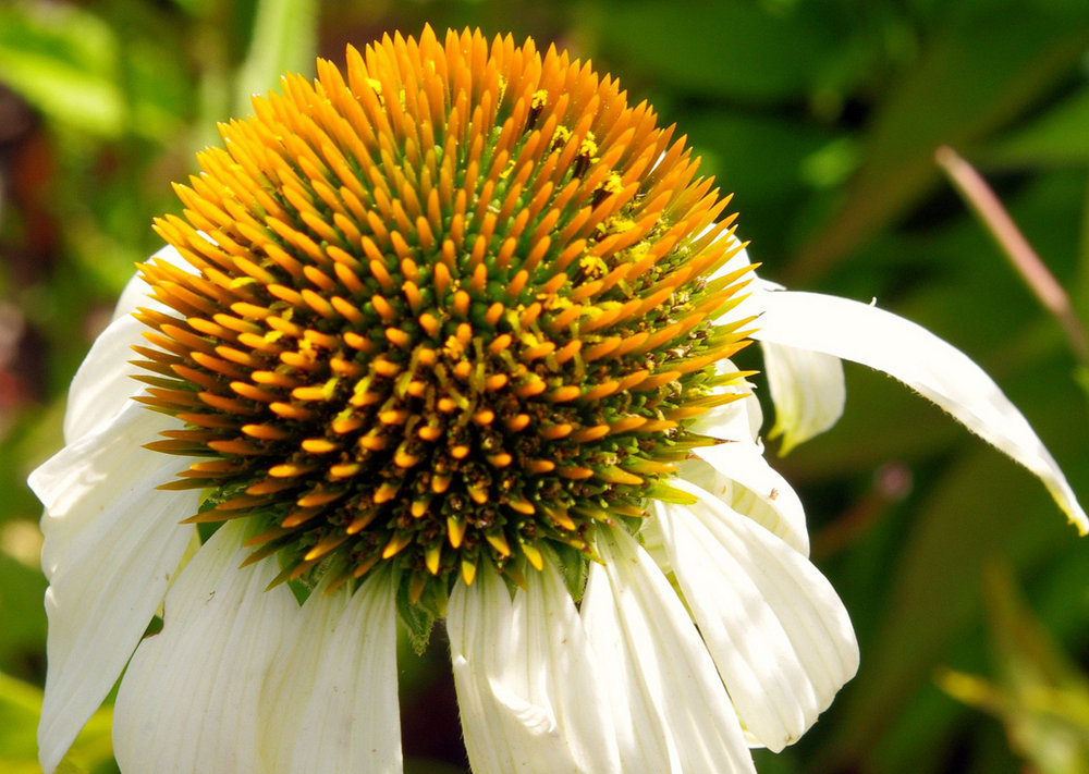 Daisy head