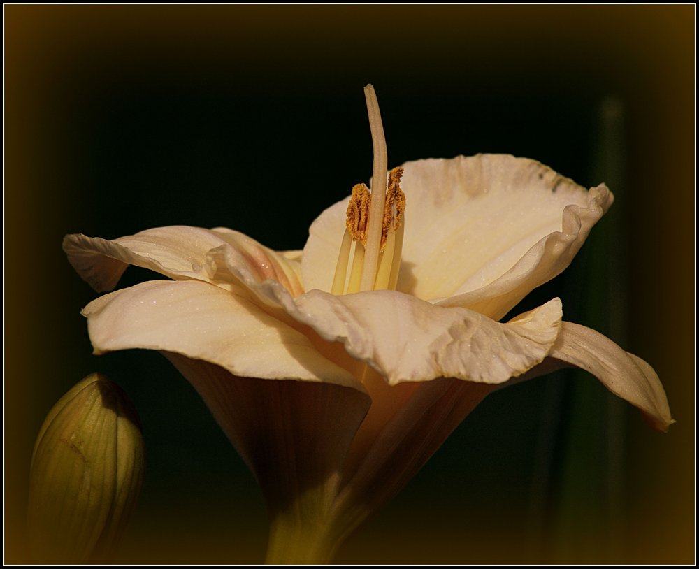 Daylily