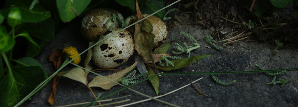 eggs