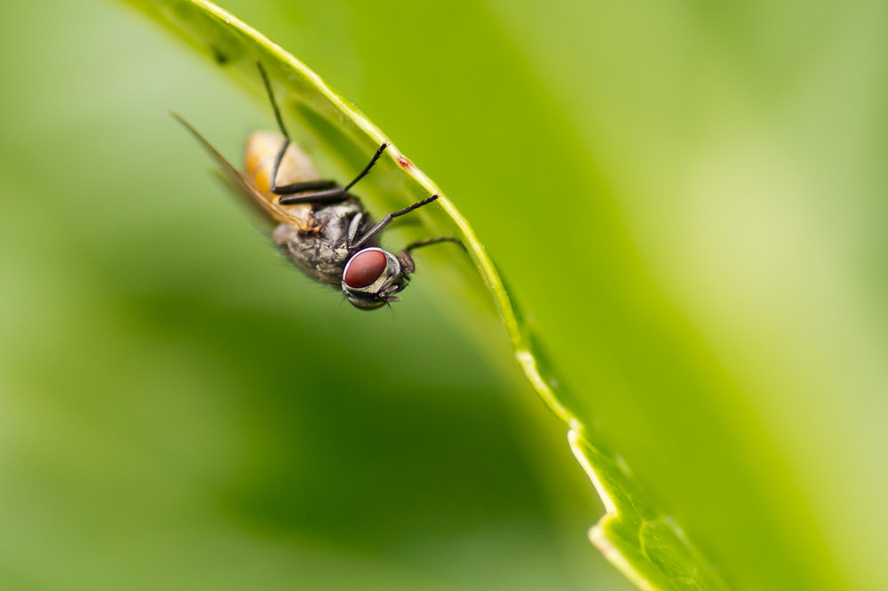 Fly .....