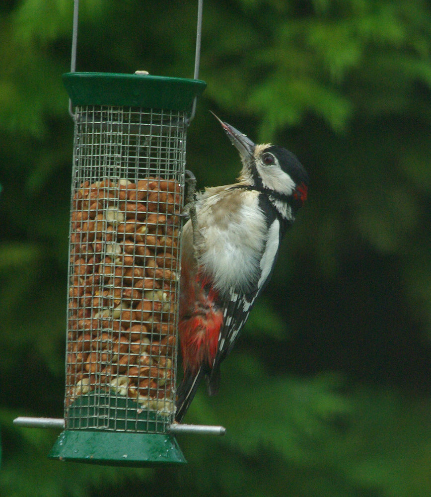 Garden visitor