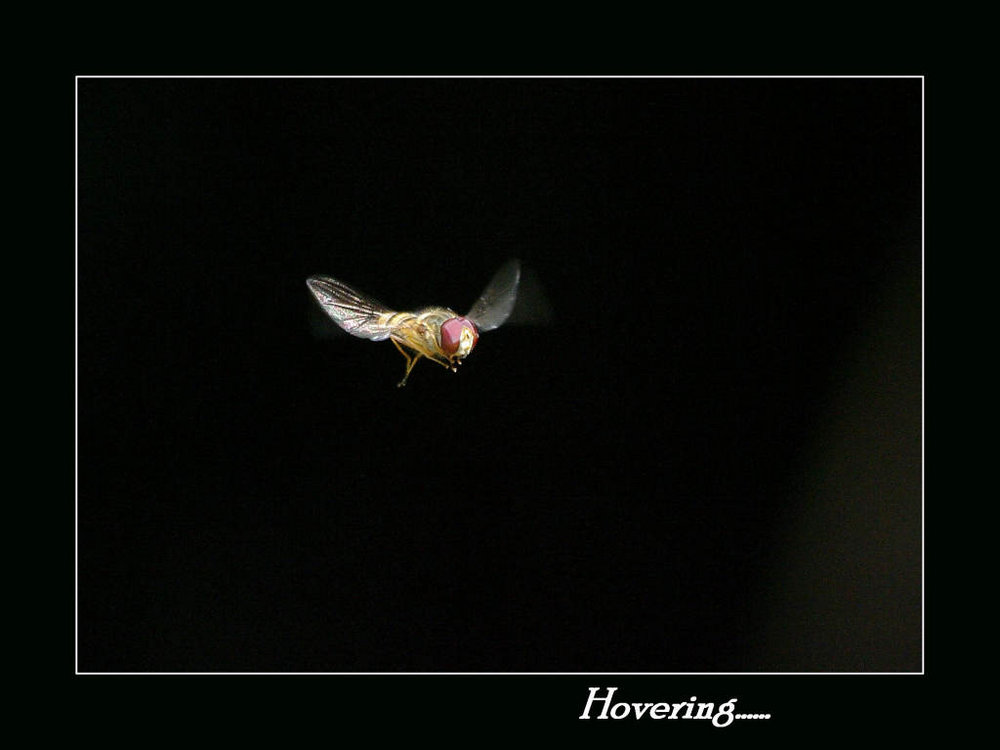 Hovering