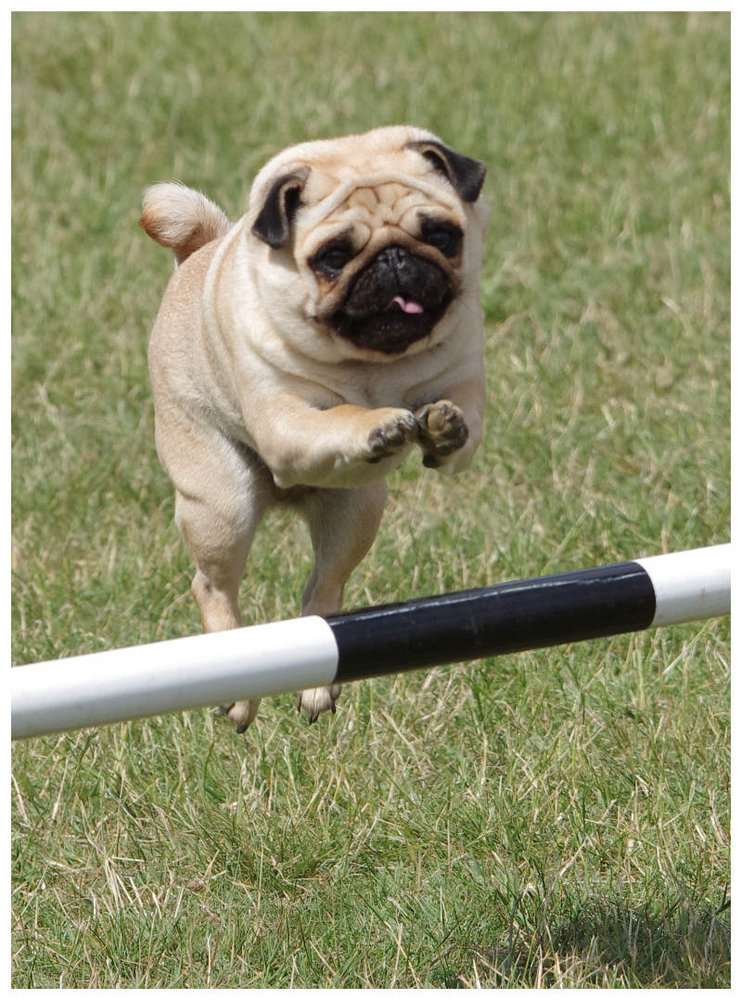 Jumping Pug