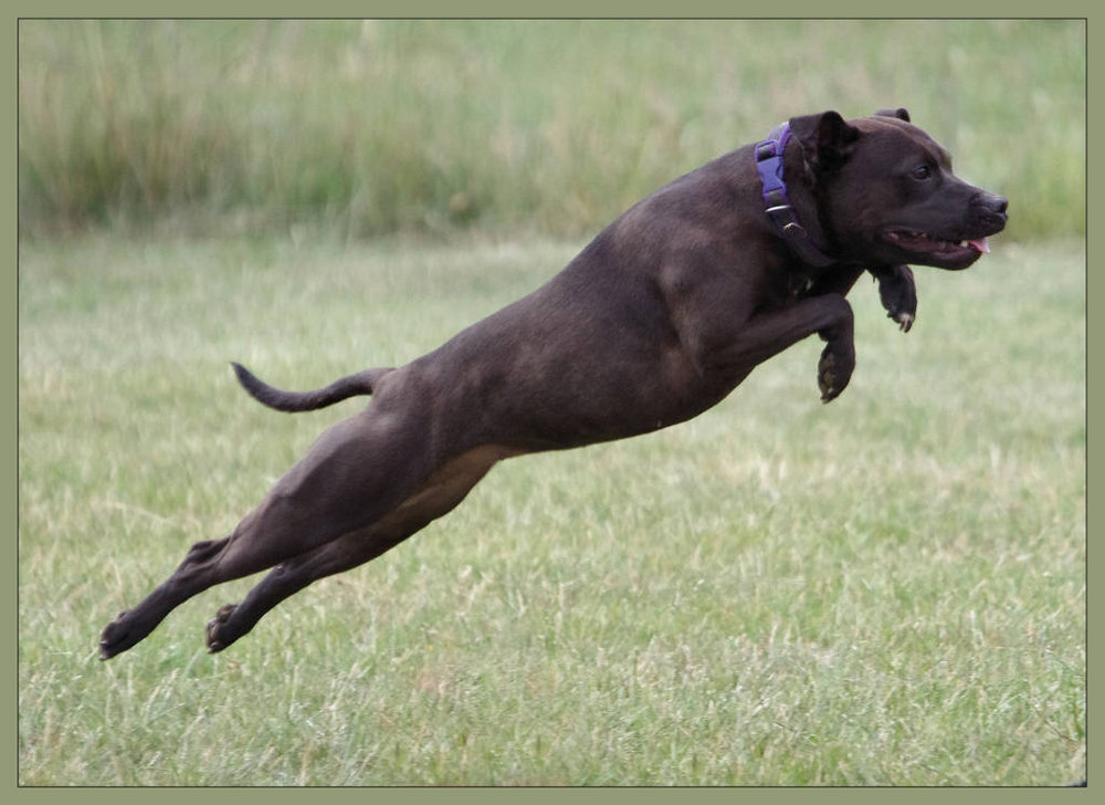 Leaping Staffie