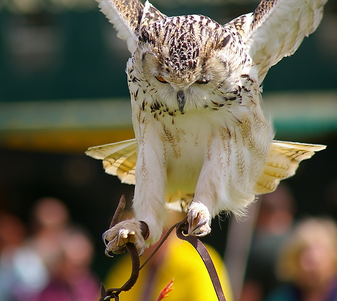 Owl swooping