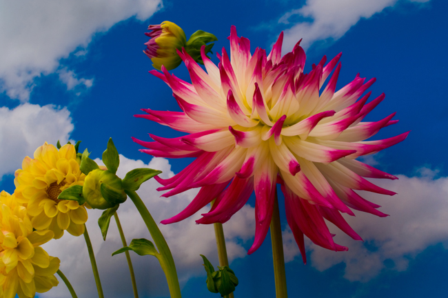 Pink & White Dahlia?