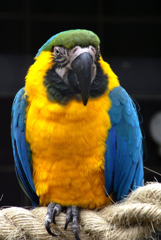 Pretty Birdie