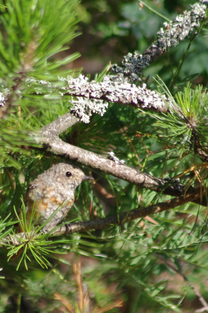 Robin