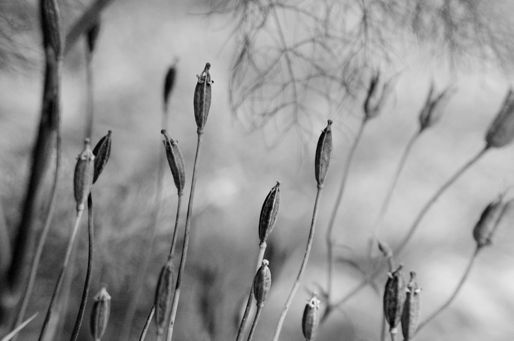 Seed heads and Fennel