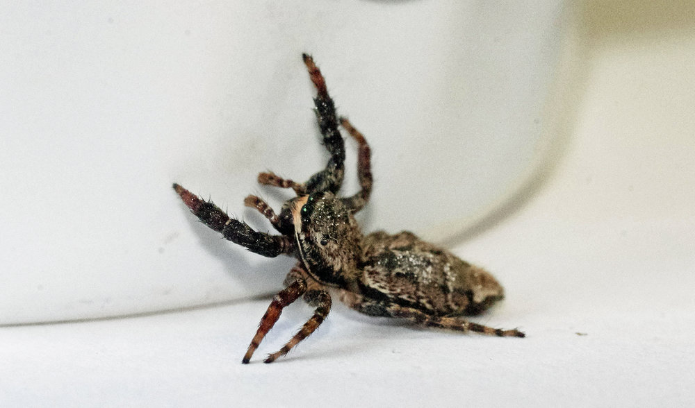 spidey