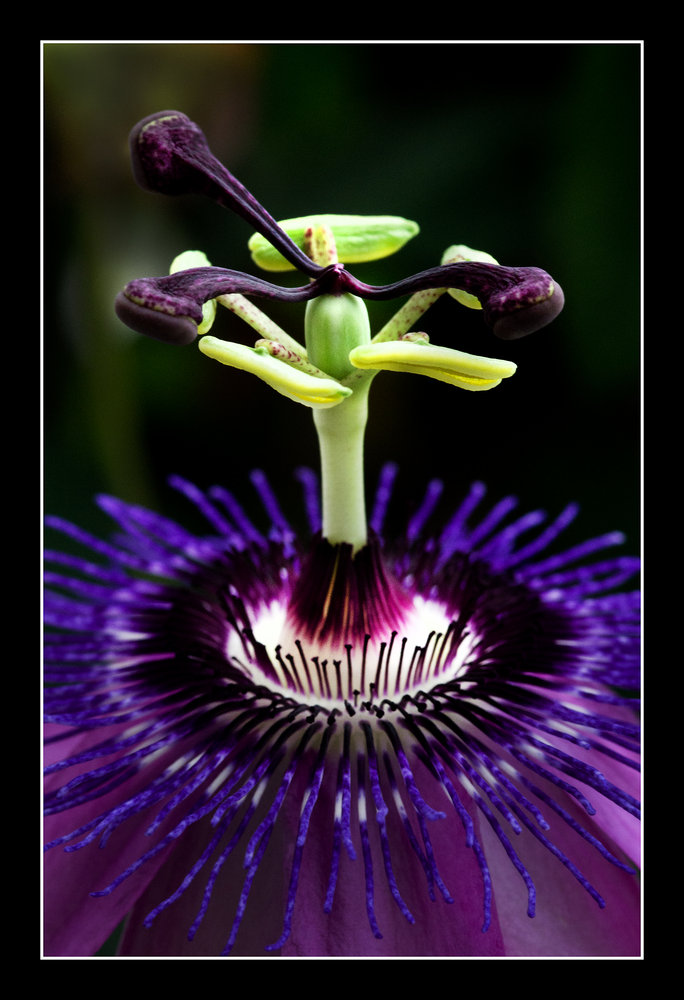 Stamen