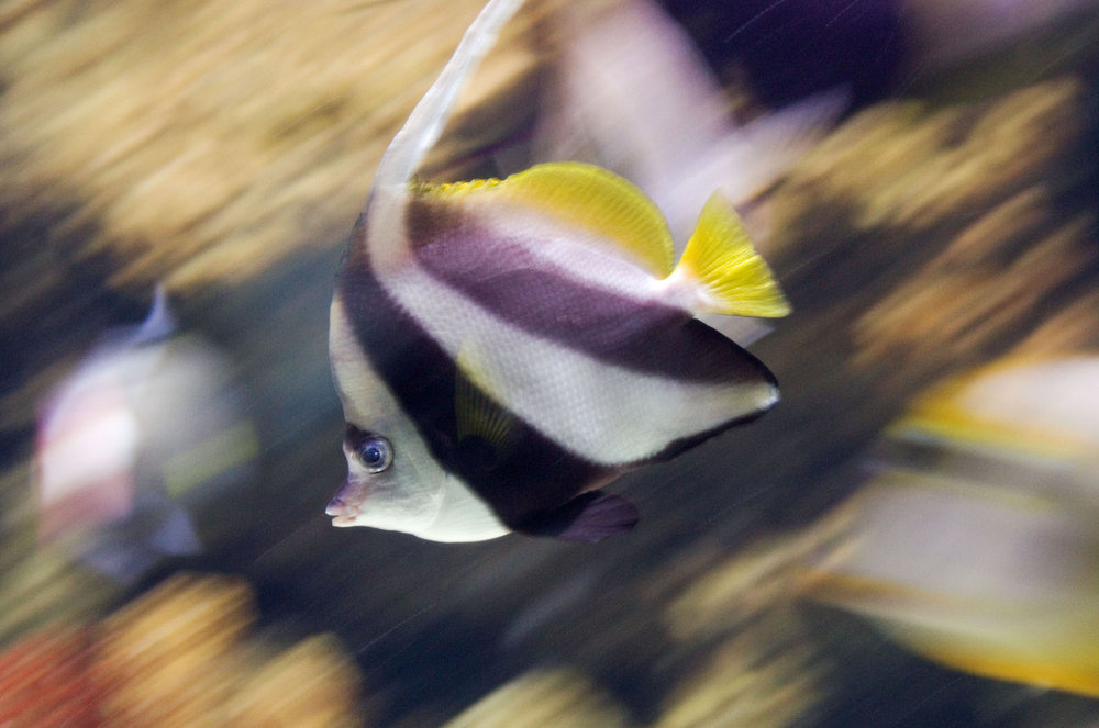 ThunderFish are 'go'