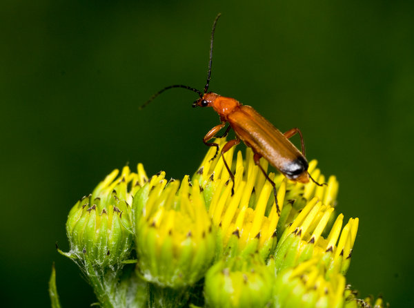 A bug