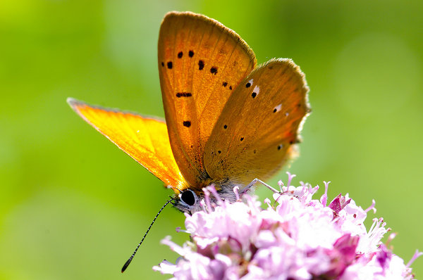 A butterfly