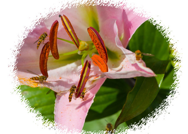 A Sneaky Peep in on the HoverFlies's Picnic