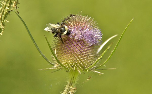 Bee @250mm