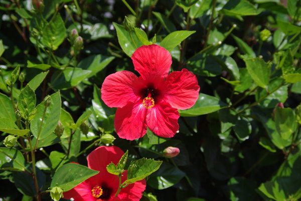 Bright Red