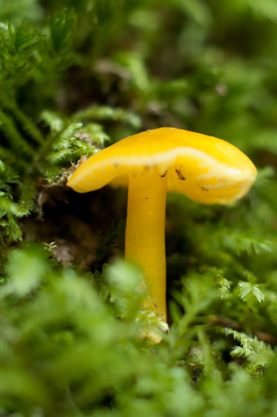 Bright yellow one