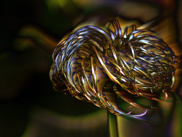 Clematis seed head