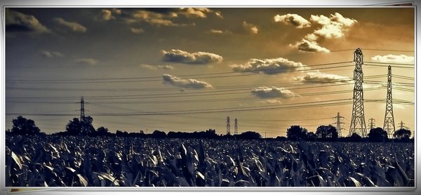 corn field