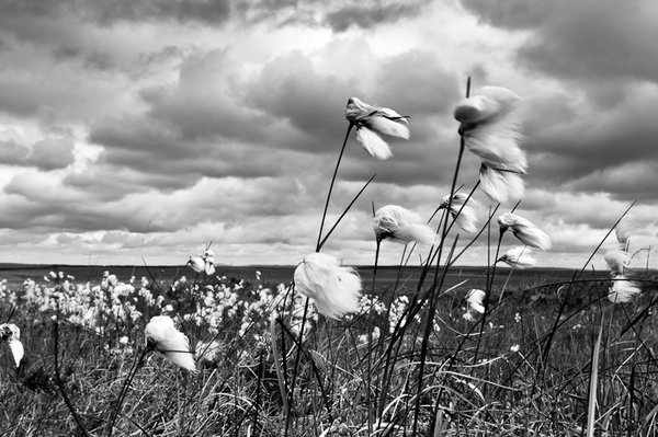 Cotton Grass