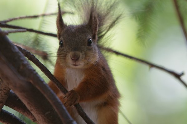 Curious squirrel