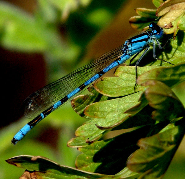 damsel