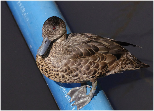 Duck On Pipe
