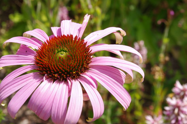 Echinacea