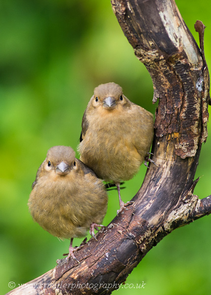 Fledglings