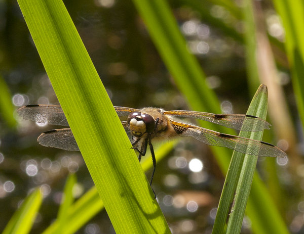 Four Spotted Chaser