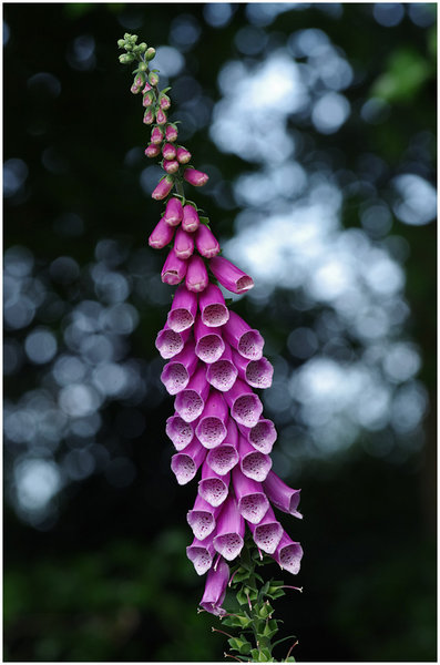 Foxglove
