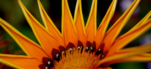 Gazania