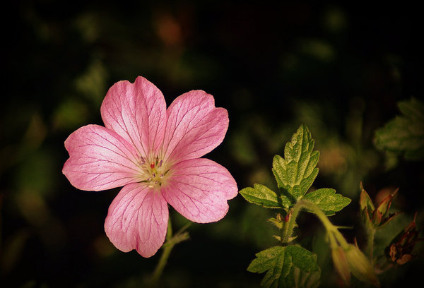 Geranium Cranesbill