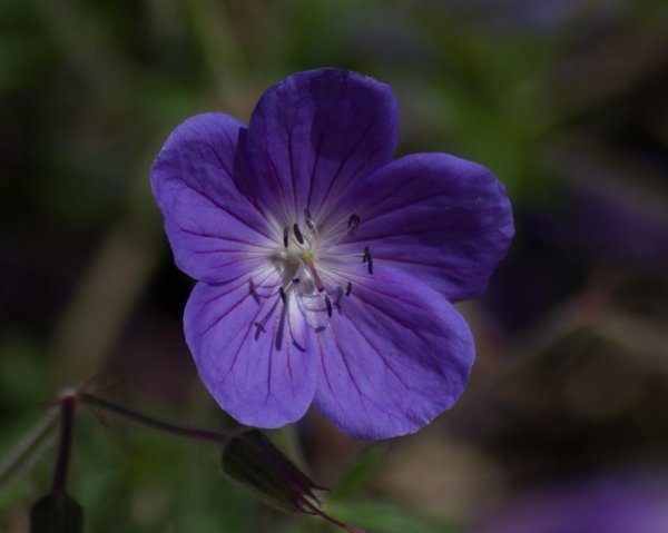 Geranium