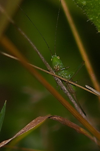Grasshopper