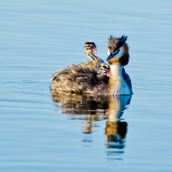 Great Crested Grebe and chicks