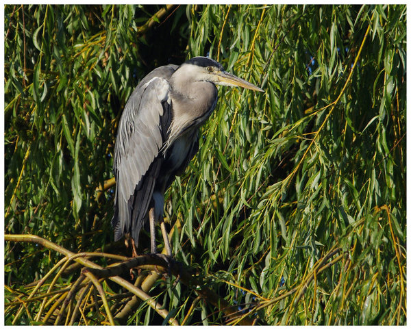 Heron in a tree