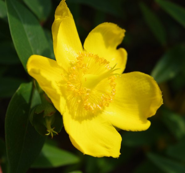 Hypericum flower