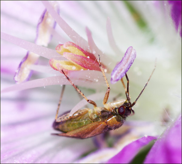 In a Cranesbill Flower.