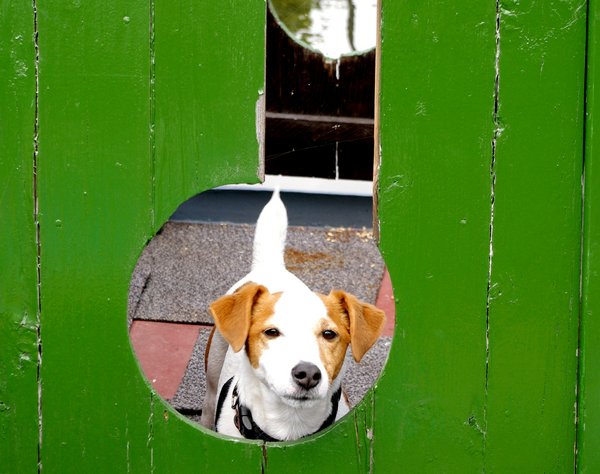 Jack Russell