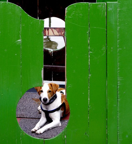 Jack Russell