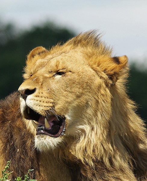 King of the Jungle